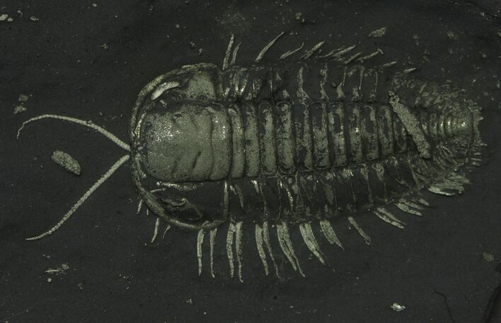 Pyritized Triarthrus Trilobite With Appendages - New York #92487